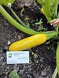 Кабачок цукіні Золотинка насіння 3 г (прибл 20 шт) ранньостиглий кущовий, фото 2