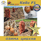 Озима цибуля Кейс F1 ТМ Spark Seeds (США) 200 0000 насінин, фото 4