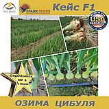 Озима цибуля Кейс F1 ТМ Spark Seeds (США) 200 0000 насінин, фото 10