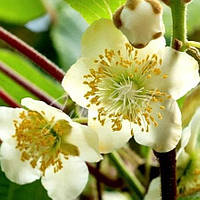 Ківі-запилювач Томурі (опилювач)