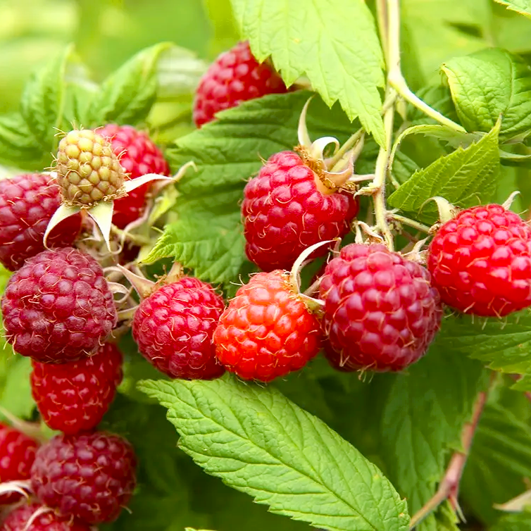 Саджанці (кущі) ремонтантної малини Велика Ягода - врожайна, великоплідна, фото 1