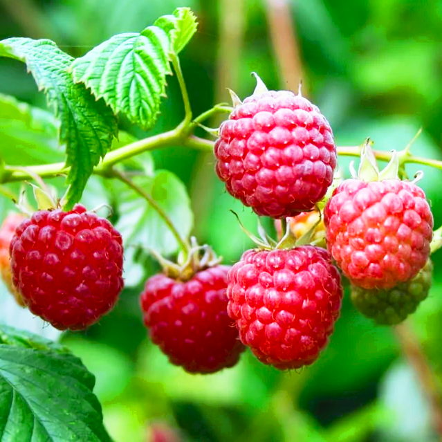 Саджанці ремонтантної малини Жозефіна - десертна, соковита, транспортабельна, фото 1