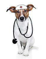 Ветеринарні препарати для собак