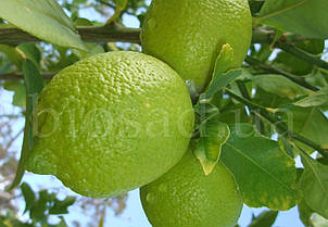 Лимон Новогрузинський, фото 2