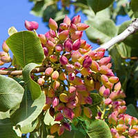 Фісташка Акбарі