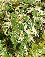 Клен японський "Butterfly".
Acer palmatum "Butterfly".
