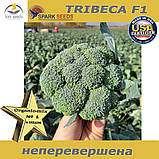 Капуста броколі Трібекка F1 (ТМ Spark Seeds), США, проф. пакет 1000 насінин, фото 3
