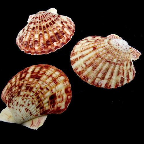 Морські раковини гребінець пектен макасаренсис PECTEN MASCARENSIS, розмір: 5-6 см