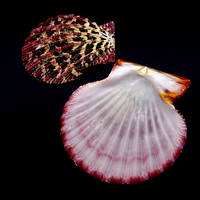 Морские раковины гребешок фалиум GLORIPHALIUM PALLIUM, размер: 5.5-6.5см