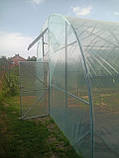 Теплиця "Західна-6х30" 6х30х3м з подвійною плівкою 150 мкм + зигзаг профіль, фото 3