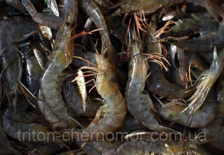 Креветка чорноморська свіжоморожена, фото 1