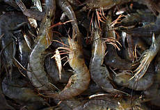 Креветка чорноморська свіжоморожена