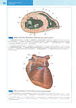 Сапін Атлас нормальної анатомії людини Сапин Атлас нормальной анатомии человека учебник по анатомии человека, фото 8