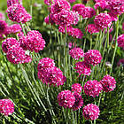 Саджанці Армерії Розеа (Armeria Rosea) Р9, фото 3
