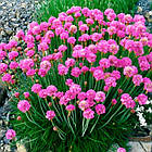 Саджанці Армерії Розеа (Armeria Rosea) Р9, фото 4