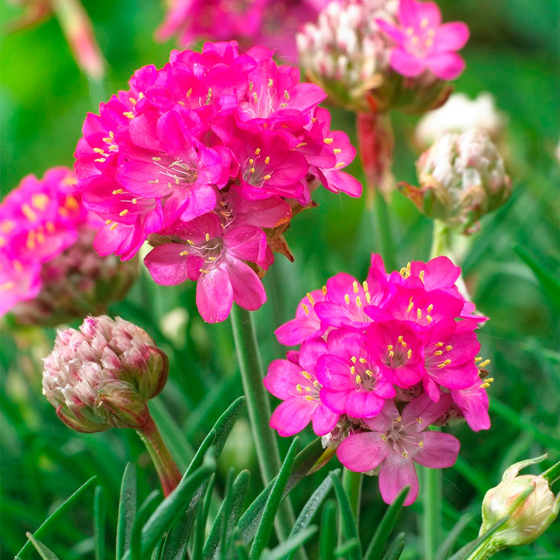 Саджанці Армерії Розеа (Armeria Rosea) Р9