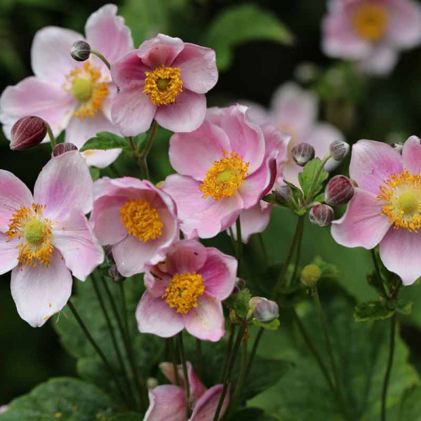 Саджанці Анемони Японської Рожевої (Anemone Japonica), фото 1
