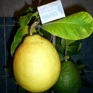 Лимон Пандероза (C.limon Ponderosa) 65-70 см. Комнатный укоренённый - фото 1 - id-p1887834423