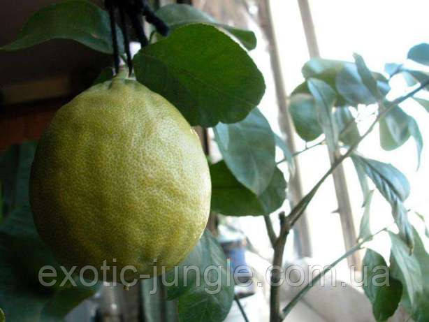 Лимон Пандероза (C.limon Ponderosa) 65-70 см. Комнатный укоренённый - фото 2 - id-p1887834423