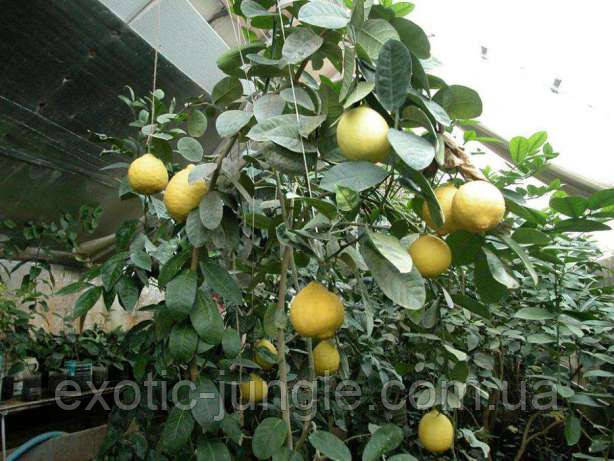 Лимон Пандероза (C.limon Ponderosa) 65-70 см. Комнатный укоренённый - фото 3 - id-p1887834423