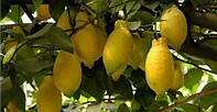 Лимон Лунарио (Citrus Limon Lunario) 55-60 см. Комнатный