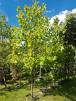 Платан западный Platanus occidentalis С40L h300+ мультиштамб