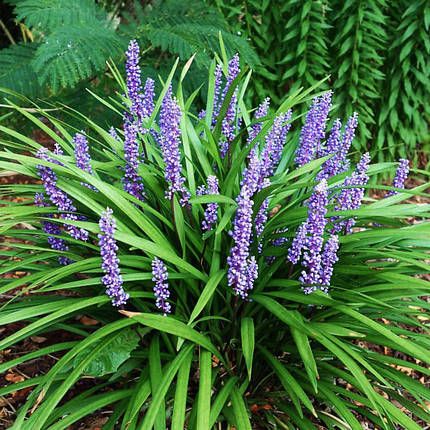 Ліріопе мускарі Манімейкер / Liriope muscari Moneymaker, фото 2