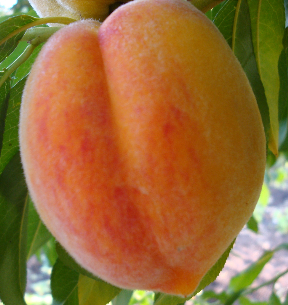 Саджанець персика "Інка"