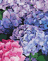 Картина по номерам "Яркая гортензия" 40x50 3v1 Рисование Живопись Раскраски (Цветы)