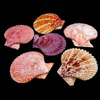 Морские раковины гребешок цветной Pectin nobilis, размер: 5-6.5см