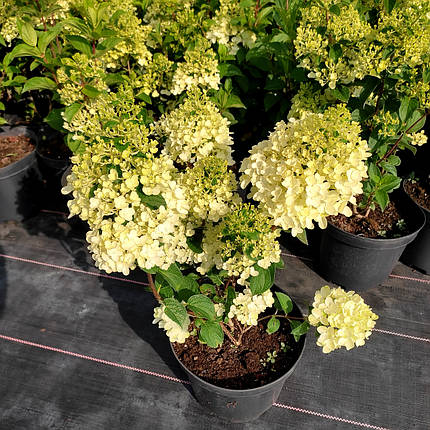 Гортензія Сільвер Долар / С5 / Hydrangea Silver Dollar, фото 1