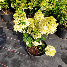 Гортензія Сільвер Долар / С5 / Hydrangea Silver Dollar, фото 5