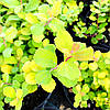 Спірея березолиста Тор Голд / С3 / Spiraea betulifolia Tor Gold, фото 9