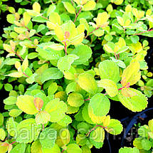 Спірея березолиста Тор Голд / С3 / Spiraea betulifolia Tor Gold, фото 4