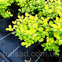 Спірея березолиста Тор Голд / С3 / Spiraea betulifolia Tor Gold, фото 3