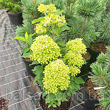 Гортензія волотиста Романтік Айс / С7,5 / Hydrangea Romantic Ace, фото 4