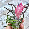 Тіландсія атмосферна Приноза (Tillandsia Pruinosa), фото 3