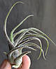 Тіландсія атмосферна Приноза (Tillandsia Pruinosa), фото 4