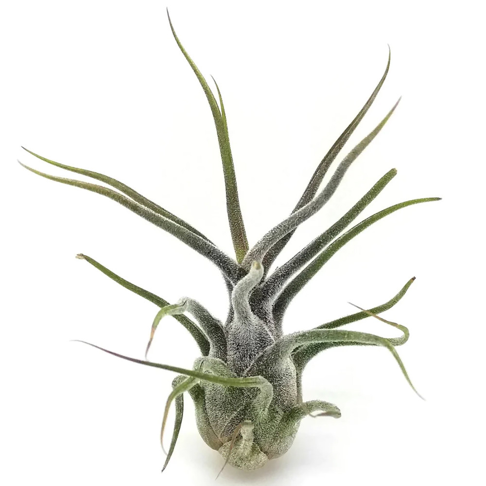 Тіландсія атмосферна Приноза (Tillandsia Pruinosa)