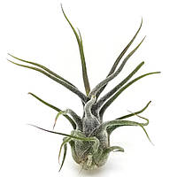 Тилландсия атмосферная Приноза (Tillandsia Pruinosa)