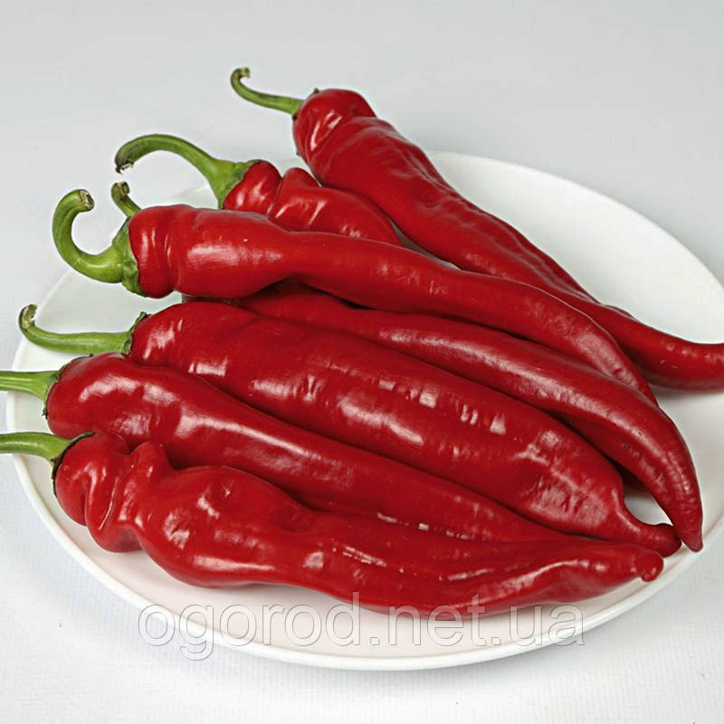KS 6215 F1 10 шт. насіння гіркого перцю Kitano Seeds Голландія