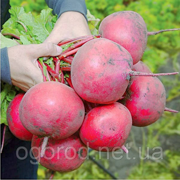 KS 2078 F1 редис дайкон Kitano Seeds 10 грам, фото 1