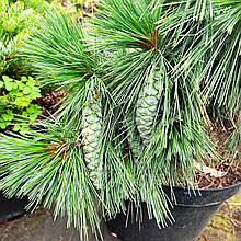 Сосна шверіна Вітхорст / h 20-30 / Pinus schwerinii Wiethorst