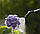 Gardena EasyPump Акумуляторний обприскувач 5 л (11136-20.000.00), фото 3