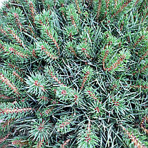 Сосна Бевроненсіс / С45 / d 60-70 / Pinus Beuvronensis, фото 4