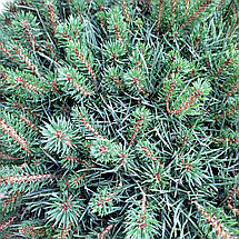 Сосна Бевроненсіс на штамбі / h 80 / d 40-50 / Pinus Beuvronensis, фото 4