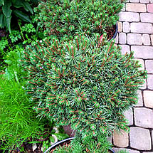 Сосна звичайна Бевроненсіс / d 50-60 / Pinus Beuvronensis, фото 4
