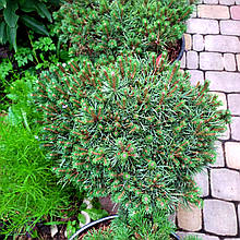 Сосна звичайна Бевроненсіс / d 40-60 / Pinus Beuvronensis