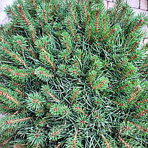 Сосна Бевроненсіс / С45 / d 60-70 / Pinus Beuvronensis, фото 5