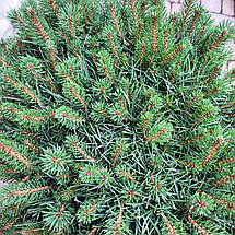 Сосна звичайна Бевроненсіс / d 50-60 / Pinus Beuvronensis, фото 5